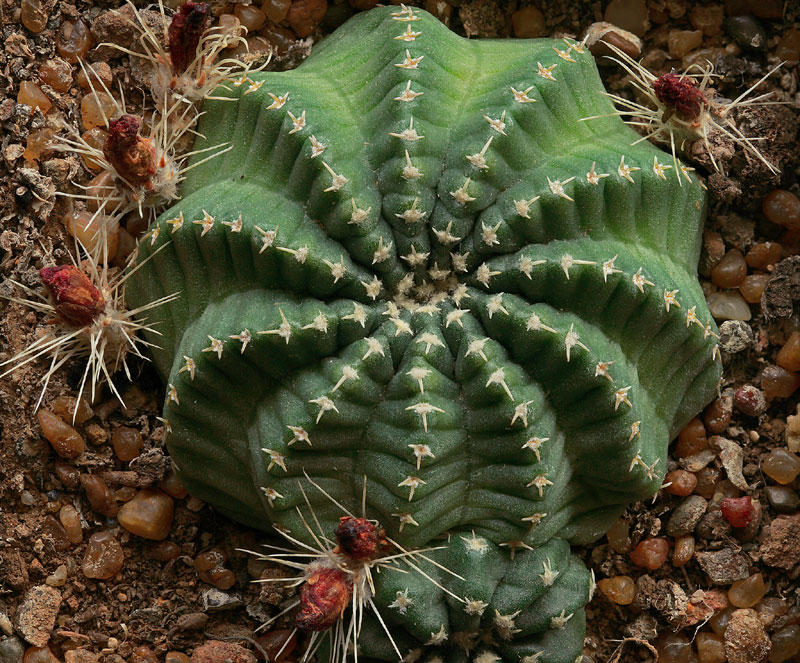 Echinocereus pulchellus